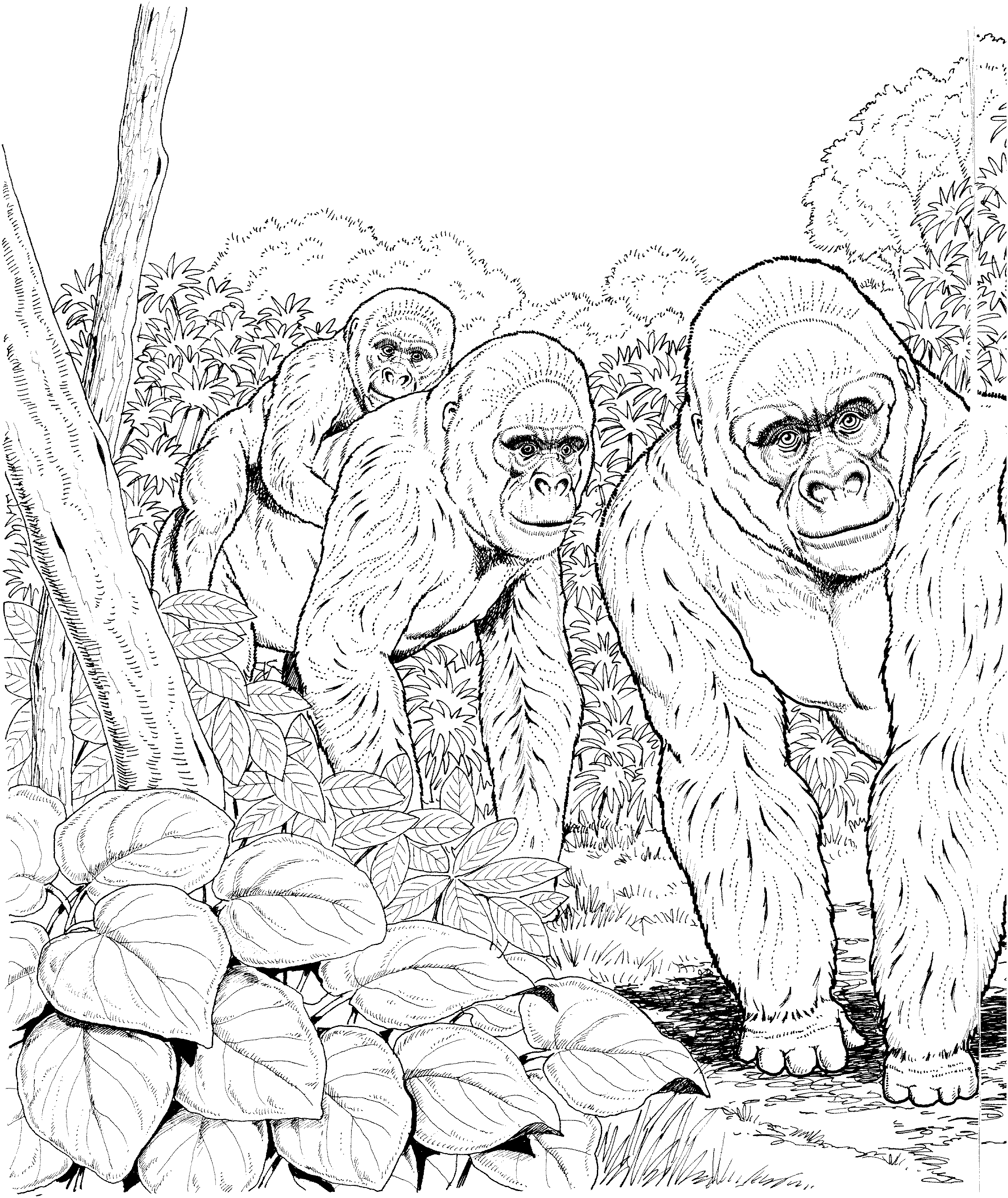 Plansa de colorat cu Gorilla 28 21